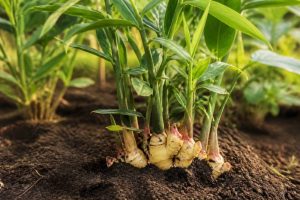 Faire pousser du gingembre au jardin : conseils de culture et récolte