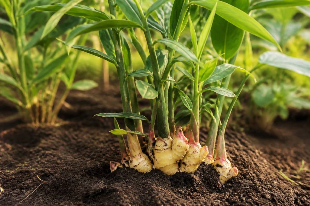 Faire pousser du gingembre au jardin : conseils de culture et récolte